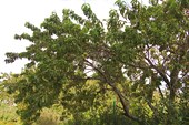 005-Абрикосовое дерево